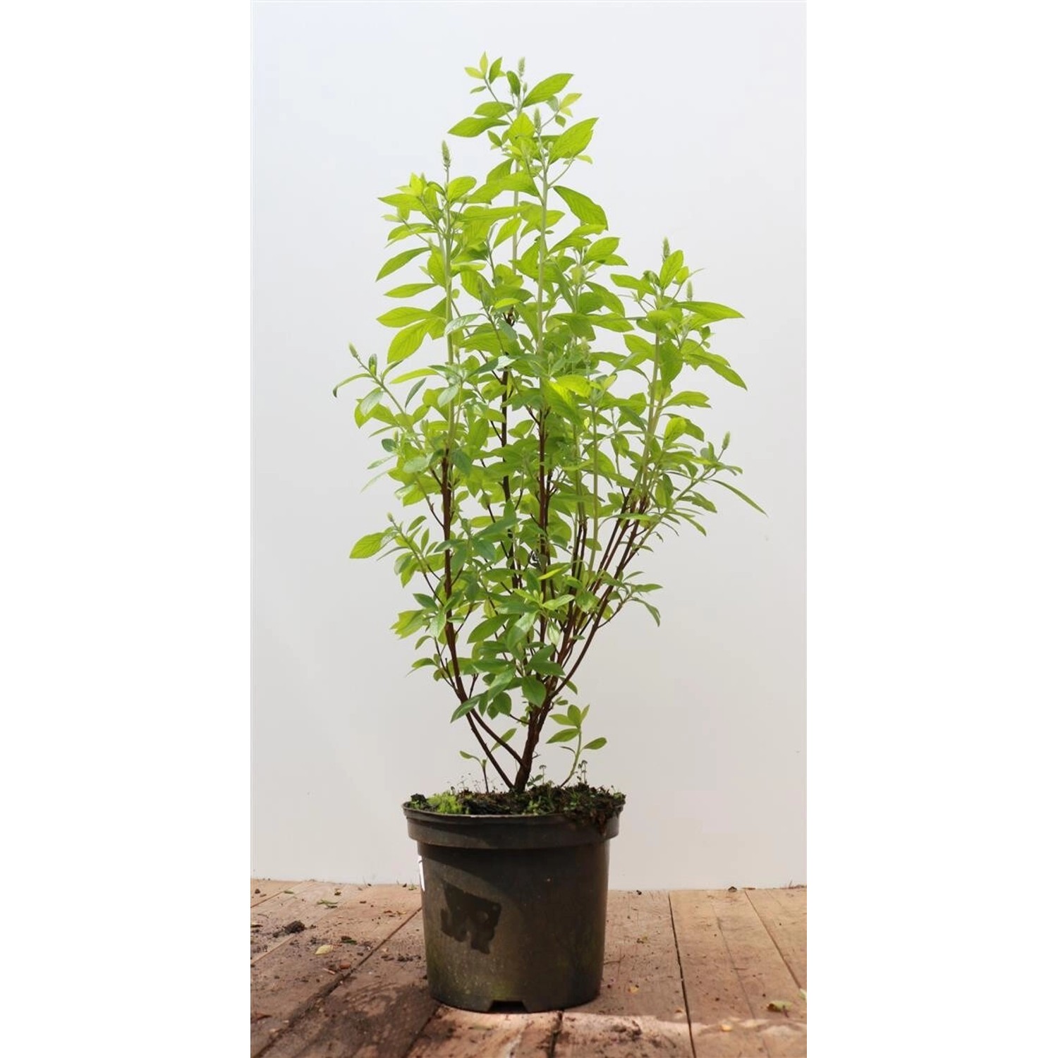 Clethra Alnifolia Pink Spire Scheineller Rosa Blüten 40–60 cm günstig online kaufen