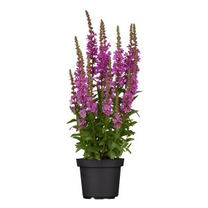 Blut-Weiderich Violett im Topf, ca. 15 cm. Lythrum salicaria mit violetten Blüten.