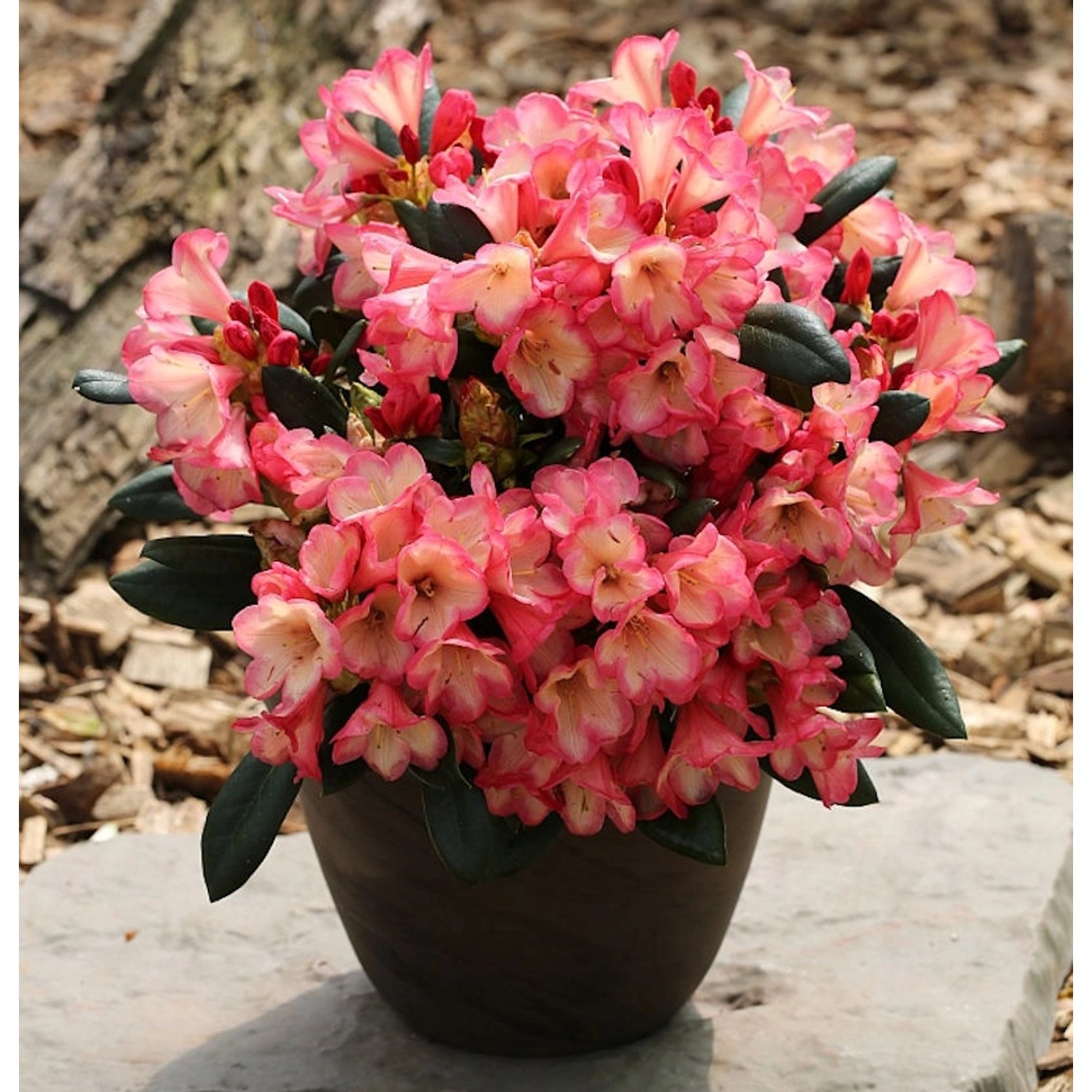 Rhododendron Barbarella 40-50cm - Rhododendron yakushimanum günstig online kaufen