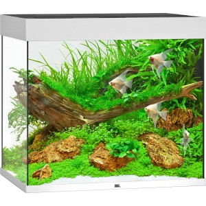 Juwel Aquarium Lido LED Weiß 200 l, bepflanzt mit Fischen, Wurzeln und Steinen.