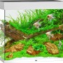 Juwel Aquarium Lido LED Weiß 200 l, bepflanzt mit Fischen, Wurzeln und Steinen.