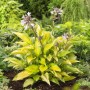 Gelb-bunte Funkie (Hosta) im Topf, ca. 13 cm Ø, mit Blüten im Gartenbeet.