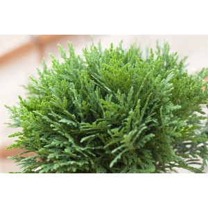 Kompakte, grüne Thuja 'Danica' (30-40 cm) im Topf, ideal als Heckenpflanze oder für den Steingarten.