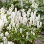 Detailaufnahme der weißen Blüten der Tiarella Cordifolia Schaumblüte im 9x9 cm Topf.