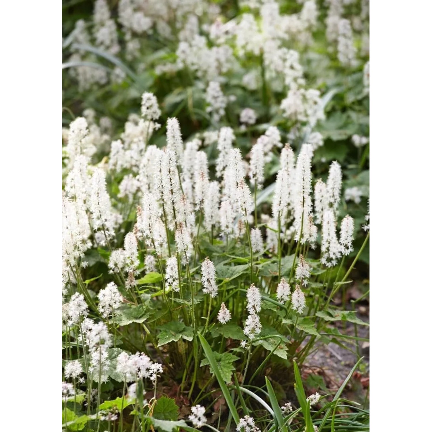 Detailaufnahme der weißen Blüten der Tiarella Cordifolia Schaumblüte im 9x9 cm Topf.
