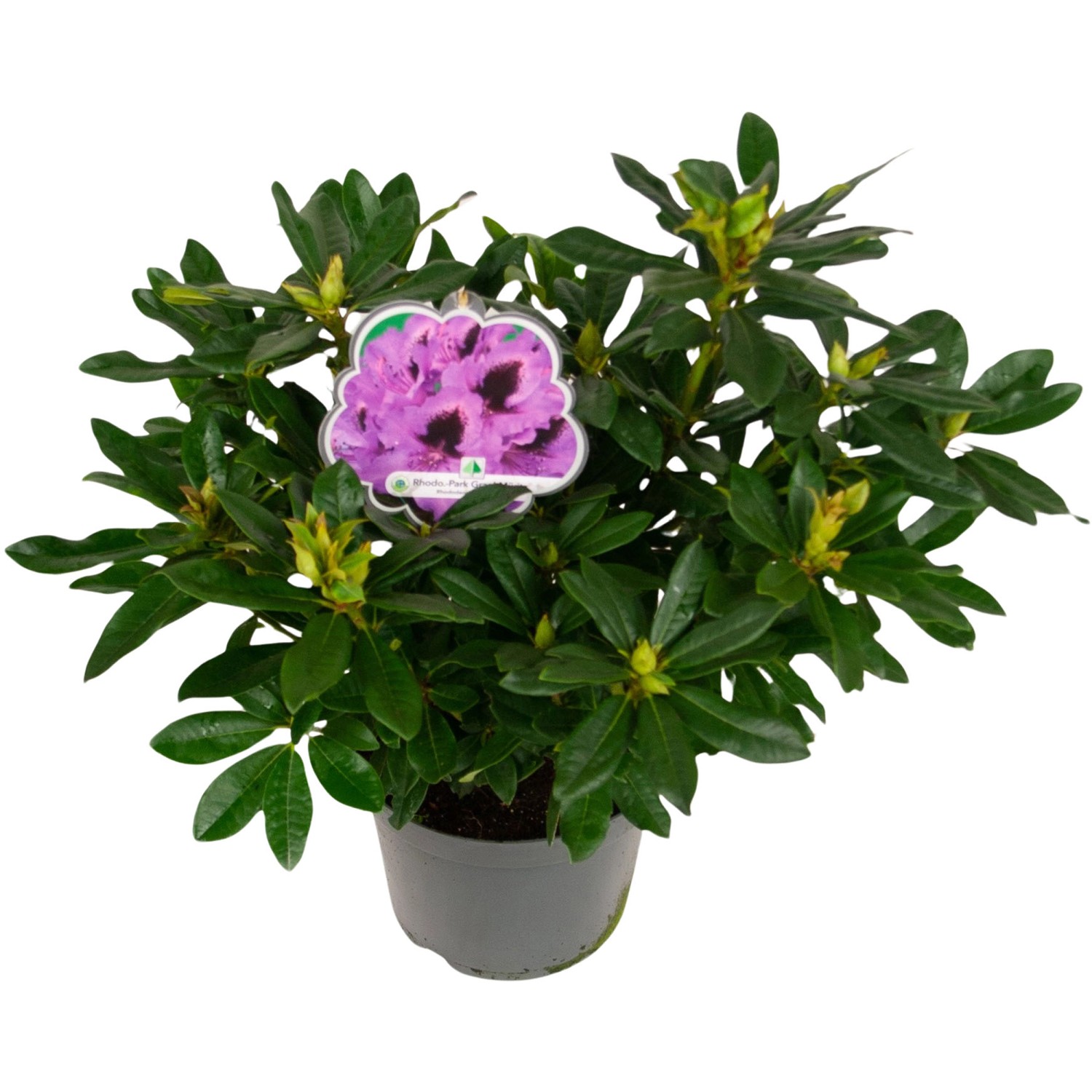 Rhododendron Rhododendronpark Graal Violett Höhe ca. 40-50 cm Topf ca. 7,5 l