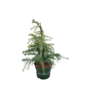 Himalaja-Zeder Golden Horizon im Topf, ca. 40-50 cm hoch. Konifere mit goldgelben Nadeln.