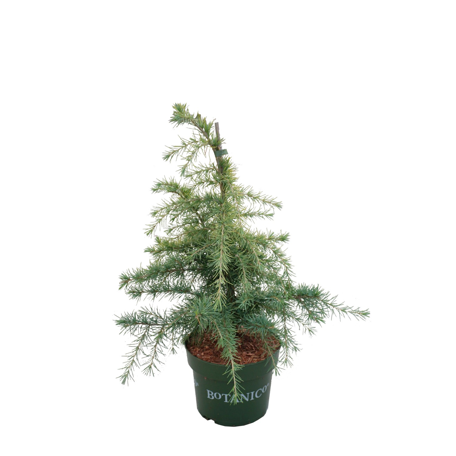 Cedrus deodara