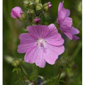 Nahaufnahme einer rosa Moschus-Malve (Malva moschata Rosea) mit Blüten und Knospen.