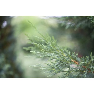 Nahaufnahme der grünen Nadeln einer Cupressocyparis leylandii Heckenpflanze.