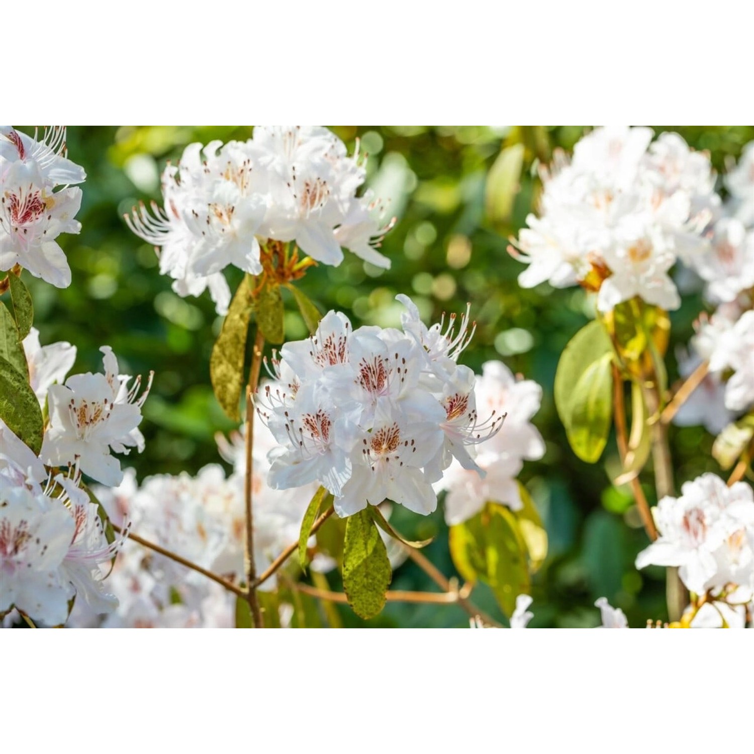 Rhododendron Yunnanense Weiß-Rosa Blüten 90–100 cm günstig online kaufen