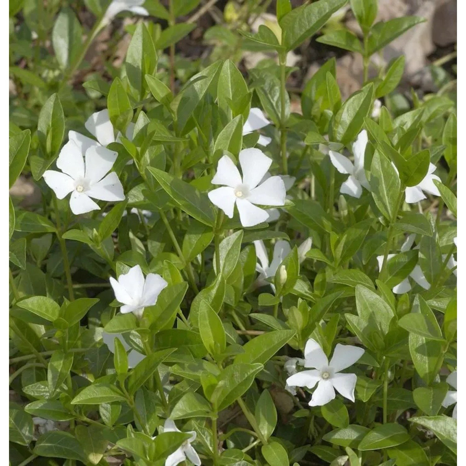 10x Kleinblättriges Immergrün Alba - Vinca minor