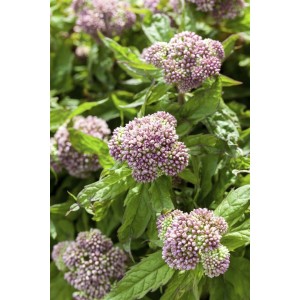 Rosa blühender Wasserdost (Eupatorium cannabinum) im 9x9 cm Topf. Beliebte Staude für naturnahe Gärten.