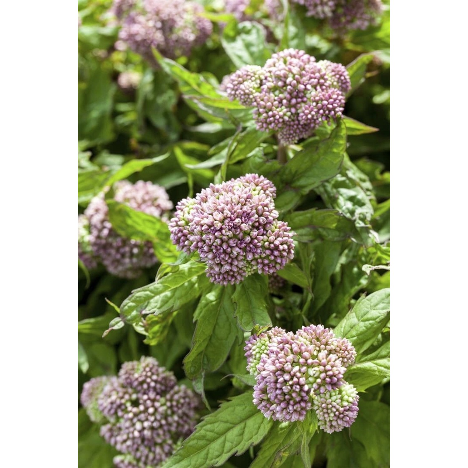 Eupatorium Cannabinum Wasserdost Ca. 9x9 cm Topf günstig online kaufen