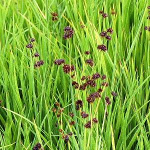 Zwergbinse Juncus ensifolius mit grünen Halmen und braunen Blütenständen im Detail.