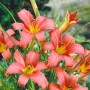 Nahaufnahme der rosa Taglilie 'Pink Damask' (Hemerocallis) im 11x11 cm Topf.