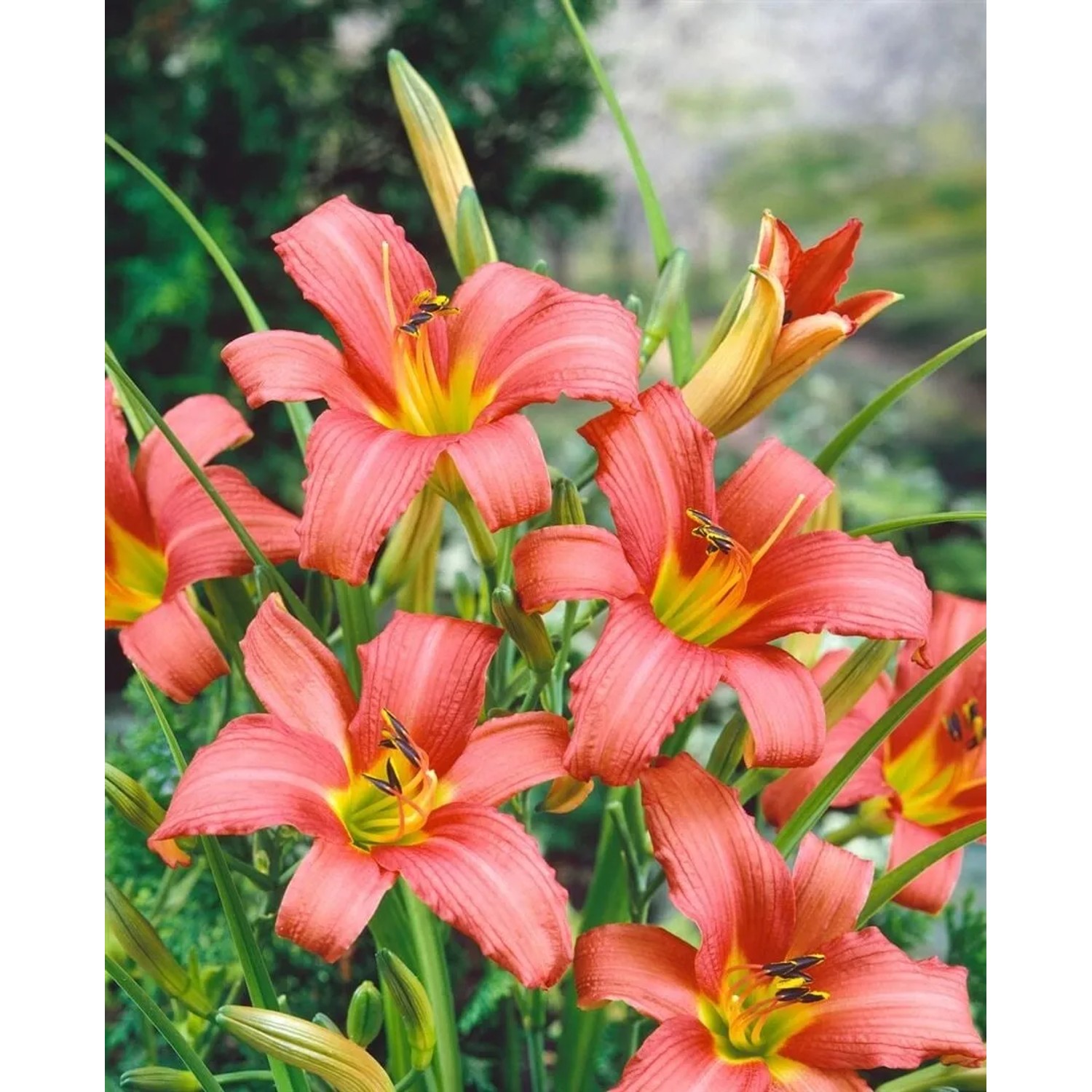 Nahaufnahme der rosa Taglilie 'Pink Damask' (Hemerocallis) im 11x11 cm Topf.