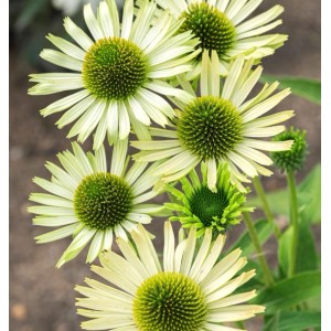 Nahaufnahme des Sonnenhuts 'Green Envy' (Echinacea cultorum) mit grünem Blütenkopf und hellen Blütenblättern.