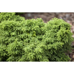 Grüne, dichte Japanische Sicheltanne 'Yokohama' (Cryptomeria japonica) im Detail.