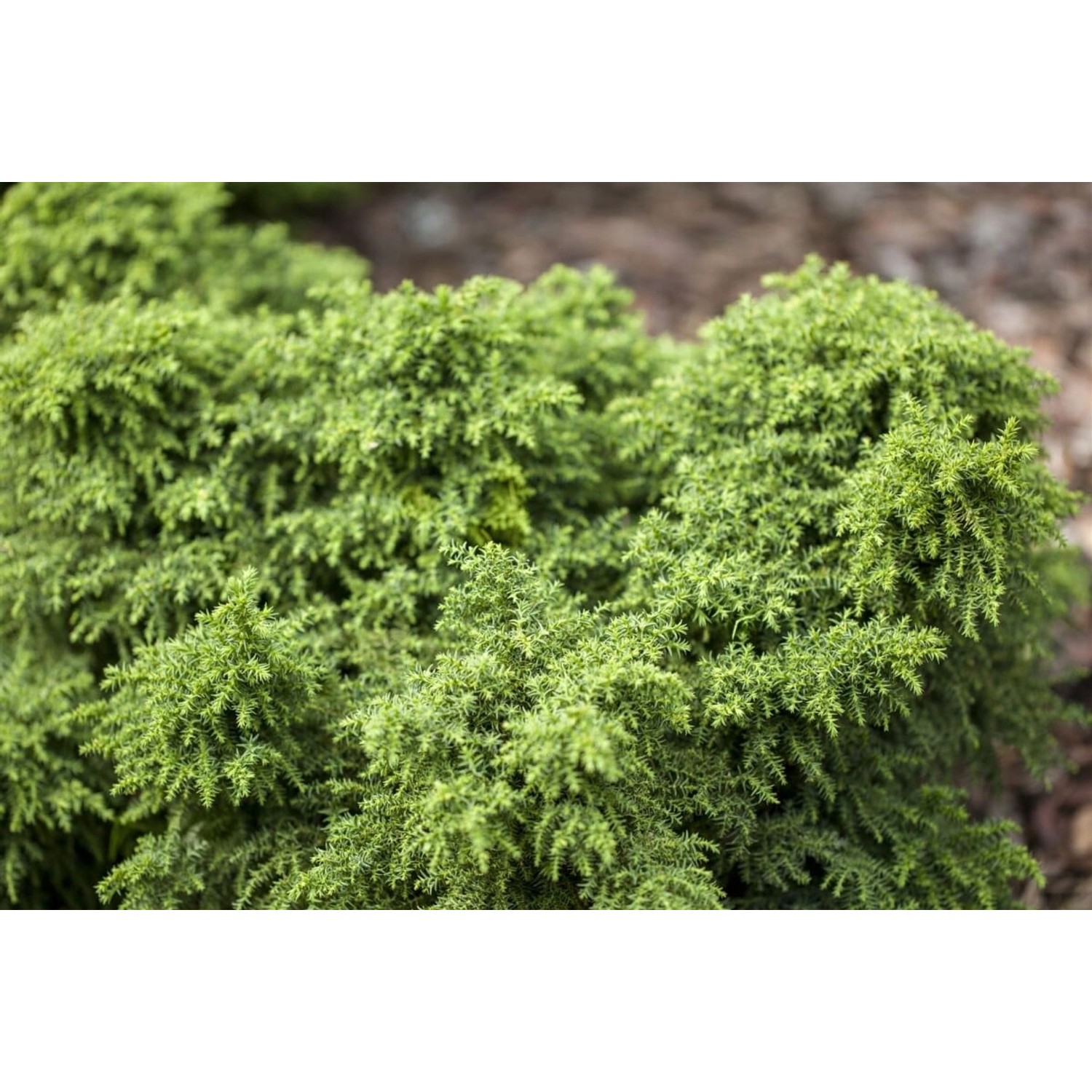 Cryptomeria Japonica Yokohama Japanische Sicheltanne 12–15 cm günstig online kaufen