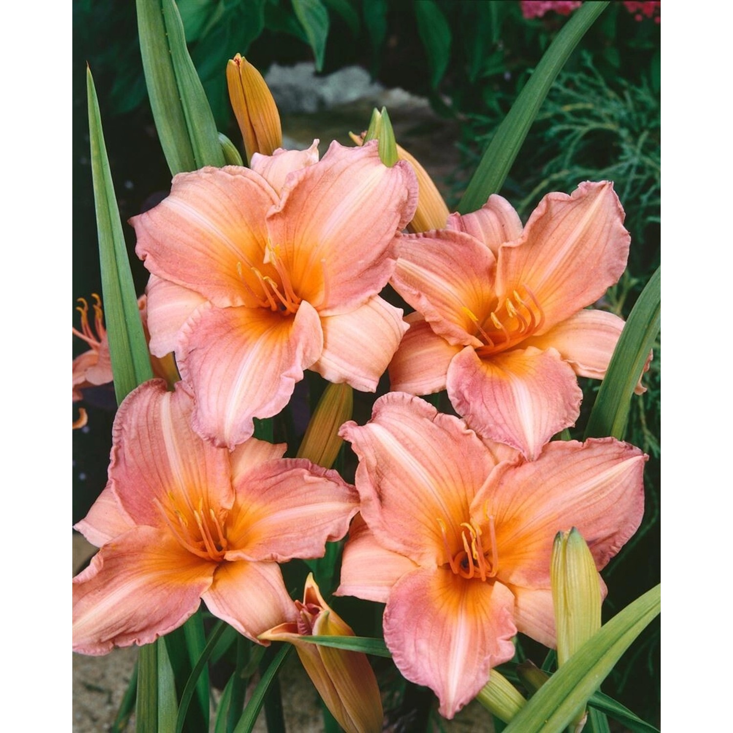 Hemerocallis X Cult. Pink Damask Taglilie Ca. 11x11 cm Topf günstig online kaufen