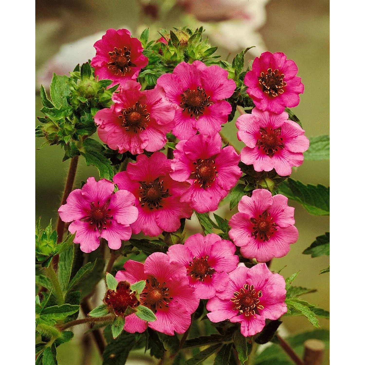 Potentilla Nepalensis Miss Willmott Nepal Fingerkraut Ca. 9x9 cm Topf günstig online kaufen
