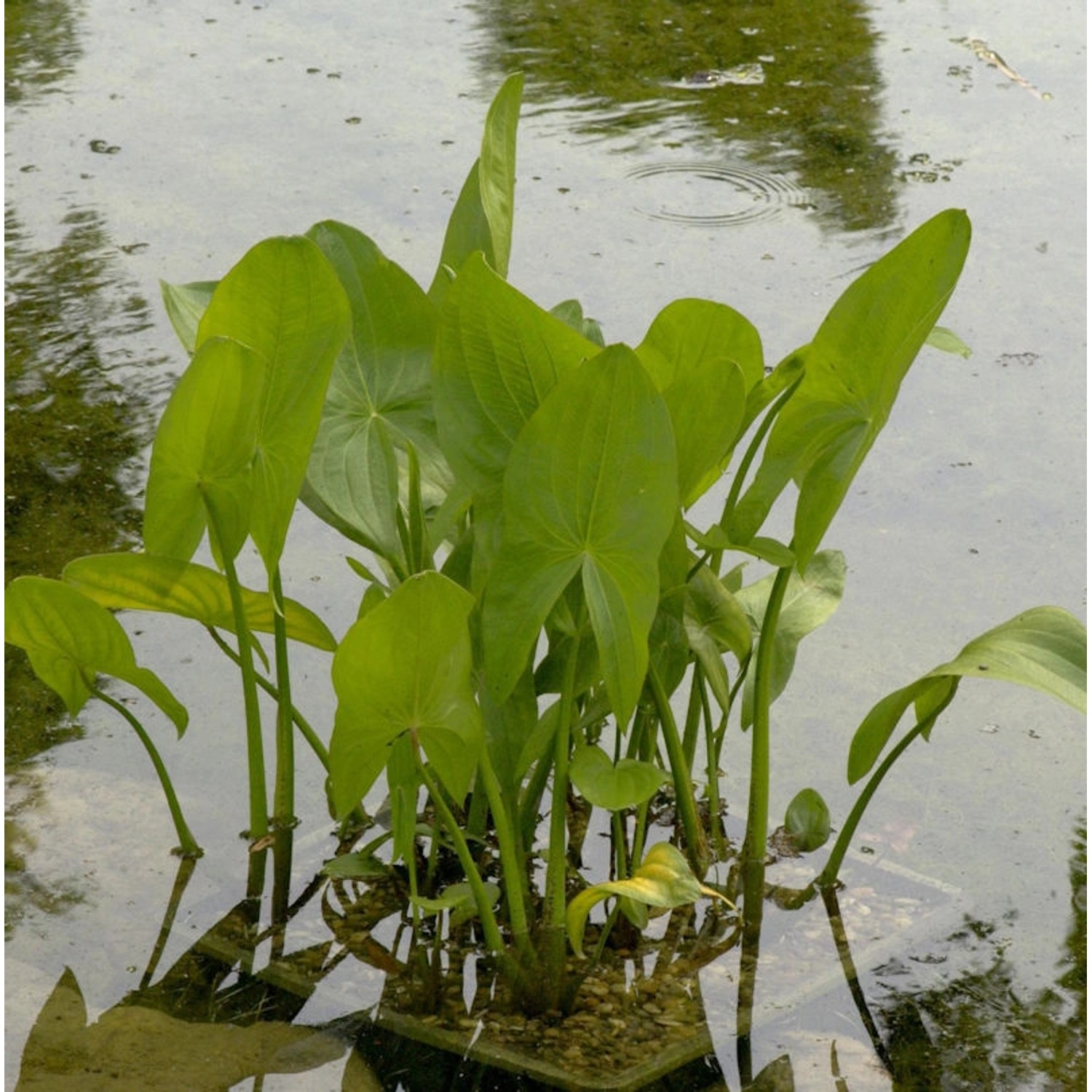 Gewöhnliches Pfeilkraut - Sagittaria sagittifolia günstig online kaufen