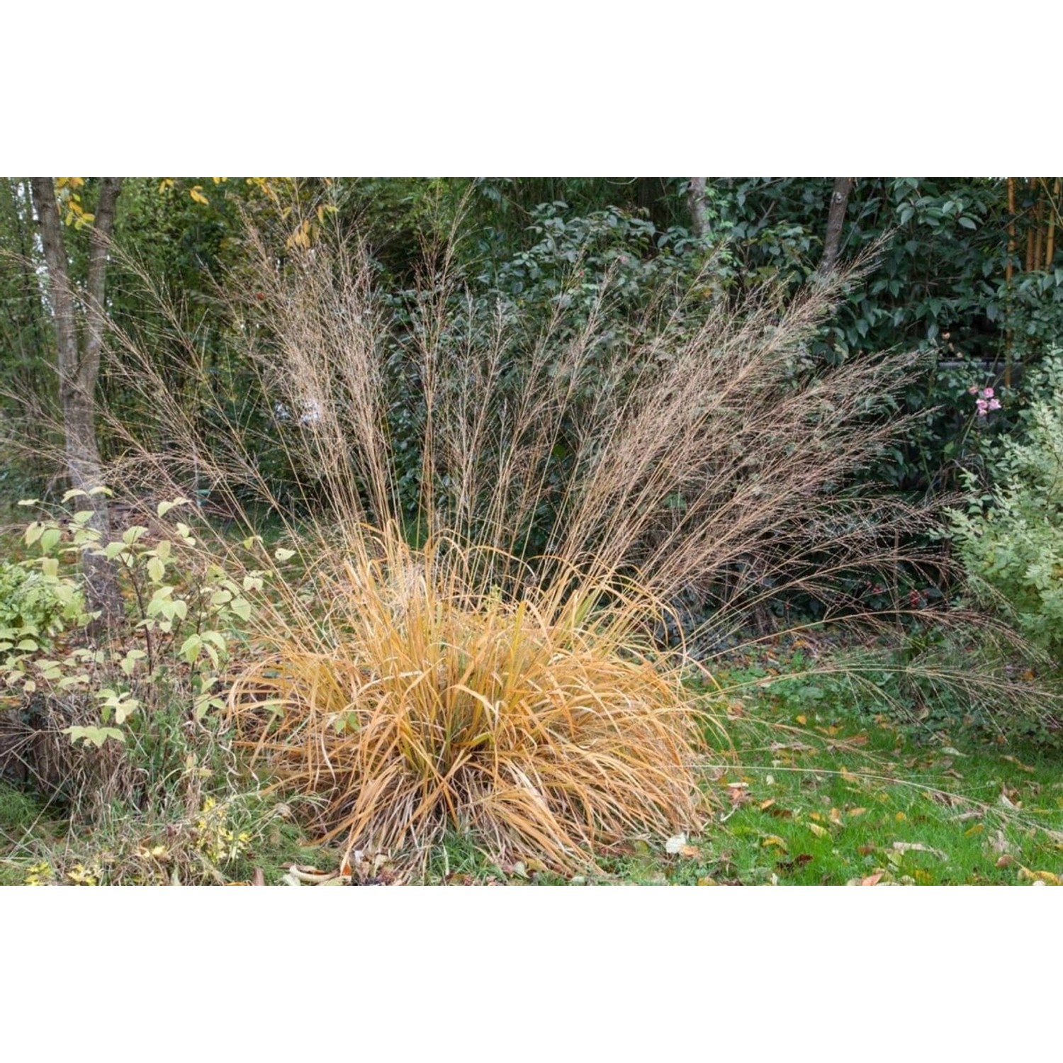 Molinia Arundinacea Fontäne Pfeifengras Ca. 11x11 cm Topf günstig online kaufen