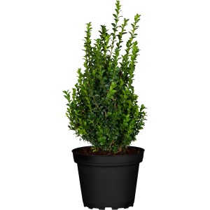 Buchsbaum (Buxus sempervirens) im Topf, ca. 10-20 cm hoch, ideal für Hecken und Formschnitt.