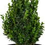 Buchsbaum (Buxus sempervirens) im Topf, ca. 10-20 cm hoch, ideal für Hecken und Formschnitt.