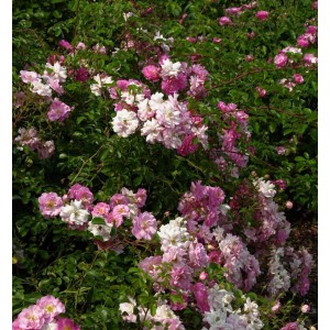 Blühende Hochstamm Rose Marondo mit rosa-weißen Blüten und grünen Blättern.