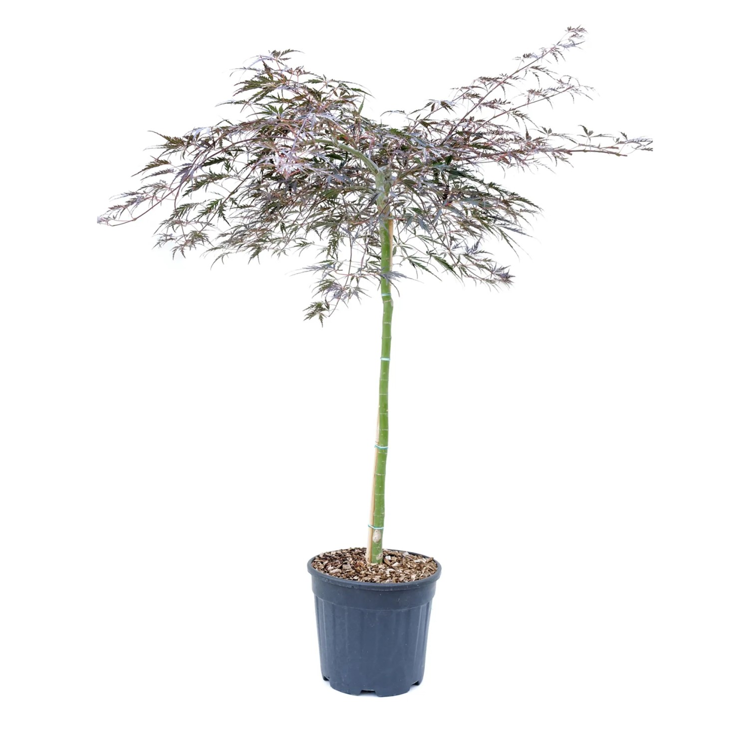 GROW by OBI Ahorn Halbstamm Höhe ca. 220cm Topf ca. 35 l Acer palmatum dissectum