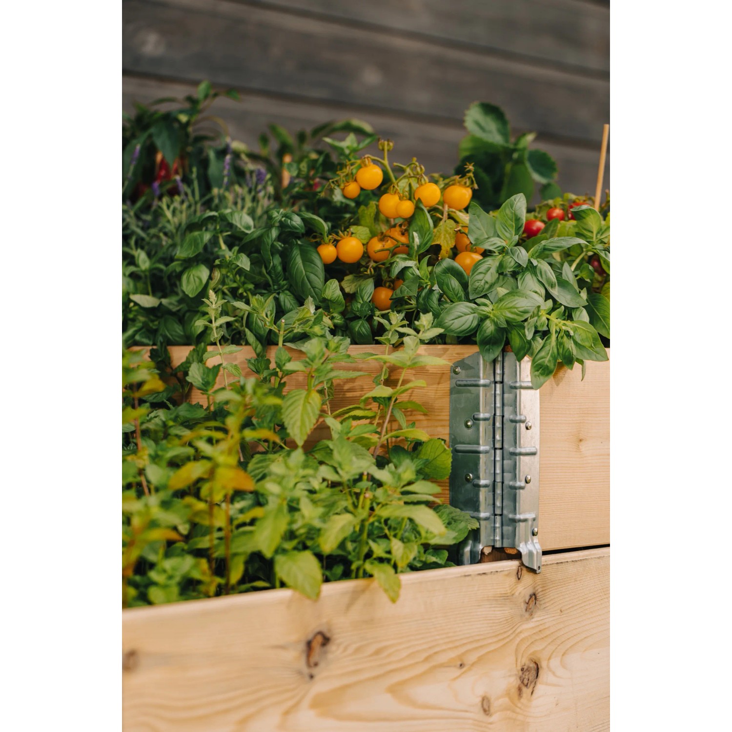 Upyard Hochbeet (80x60cm) aus Holz, bepflanzt mit Kräutern und Tomaten.