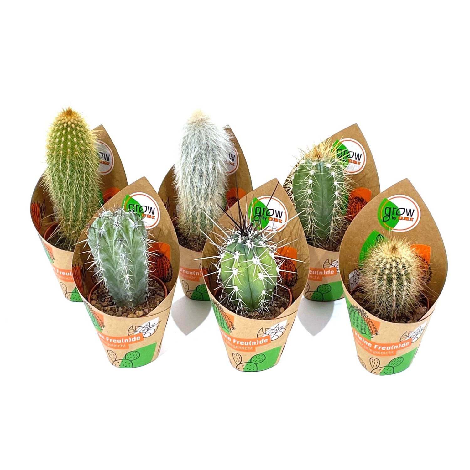 GROW by OBI Kakteen Saeulen 6-fach sortiert Topf-Ø ca. 5,5 cm