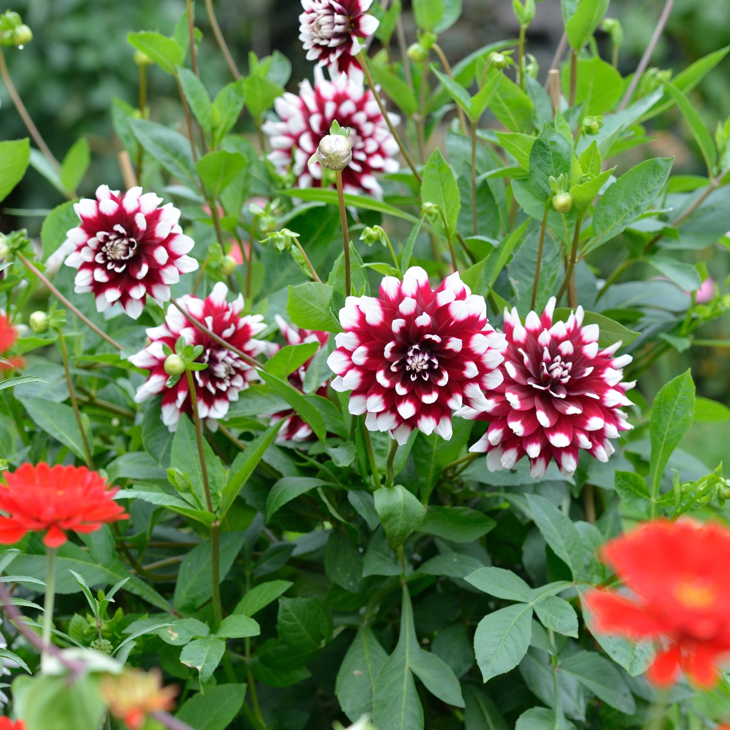 Dahlien decorativ Duet 1 Stück