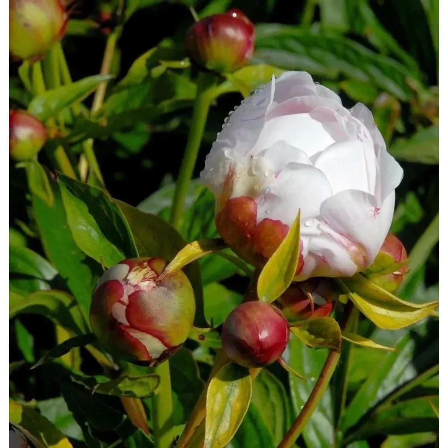Edelpfingstrose Alice Harding - Paeonia,actiflora