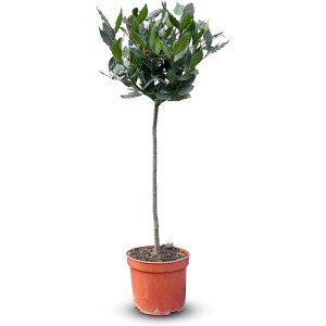 Sunny-Tree Laurus Nobilis   Lorbeer auf Stamm 80 cm Essbarer Lorbeer  Lorbeerbaum Winterhart