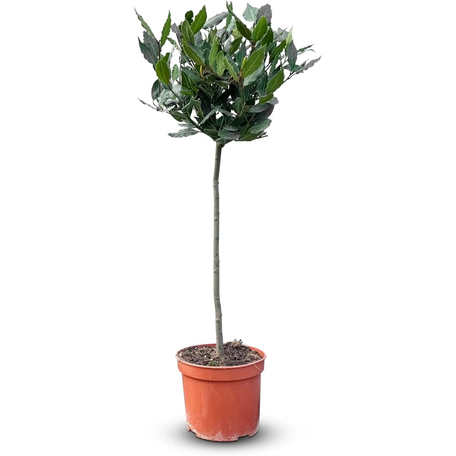 Sunny-Tree Laurus Nobilis   Lorbeer auf Stamm 80 cm Essbarer Lorbeer  Lorbe günstig online kaufen
