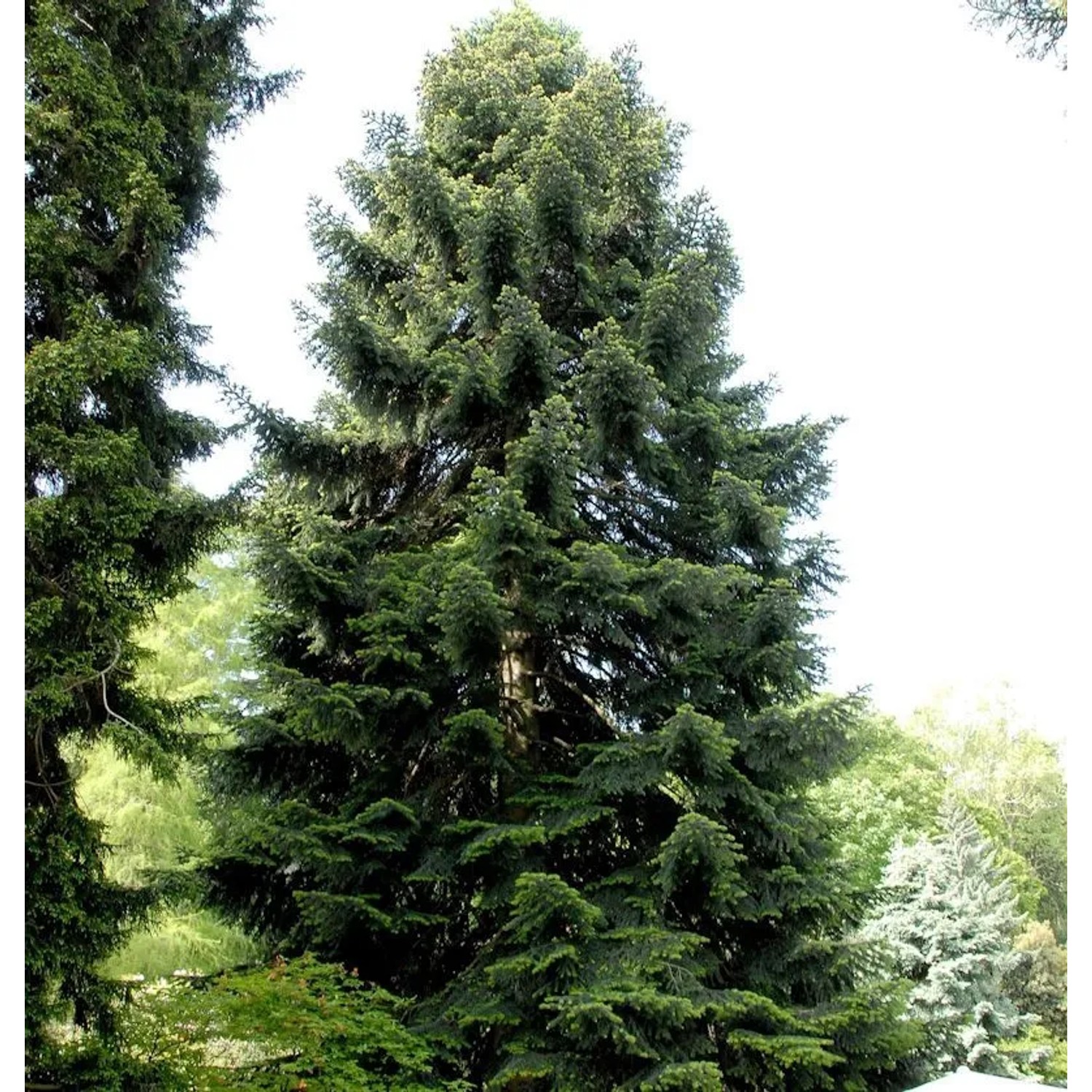 Nordmannstanne 60-80cm - Abies nordmanniana