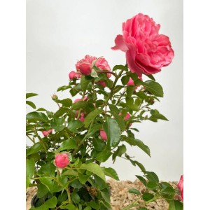 Beetrose Leonardo da Vinci im Topf mit rosa Blüten und grünen Blättern.