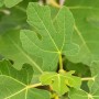 Nahaufnahme eines grünen Feigenblatt am GROW by OBI Feigen Busch Firoma.
