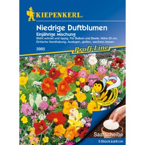 Kiepenkerl Saatscheibe Niedrige Duftblumen: Blumenmischung für Balkon und Garten mit duftenden Blüten.