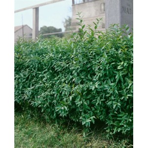 Dichter, grüner Liguster 'Lodense' als Heckenpflanze, ca. 30-40 cm hoch.