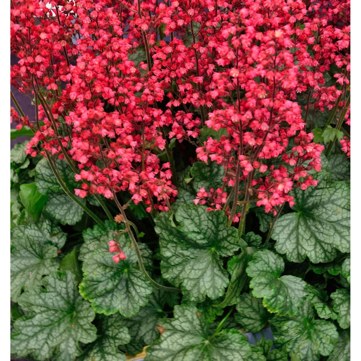 Purpurglöckchen Pluie de Feu - Heuchera brizoides günstig online kaufen