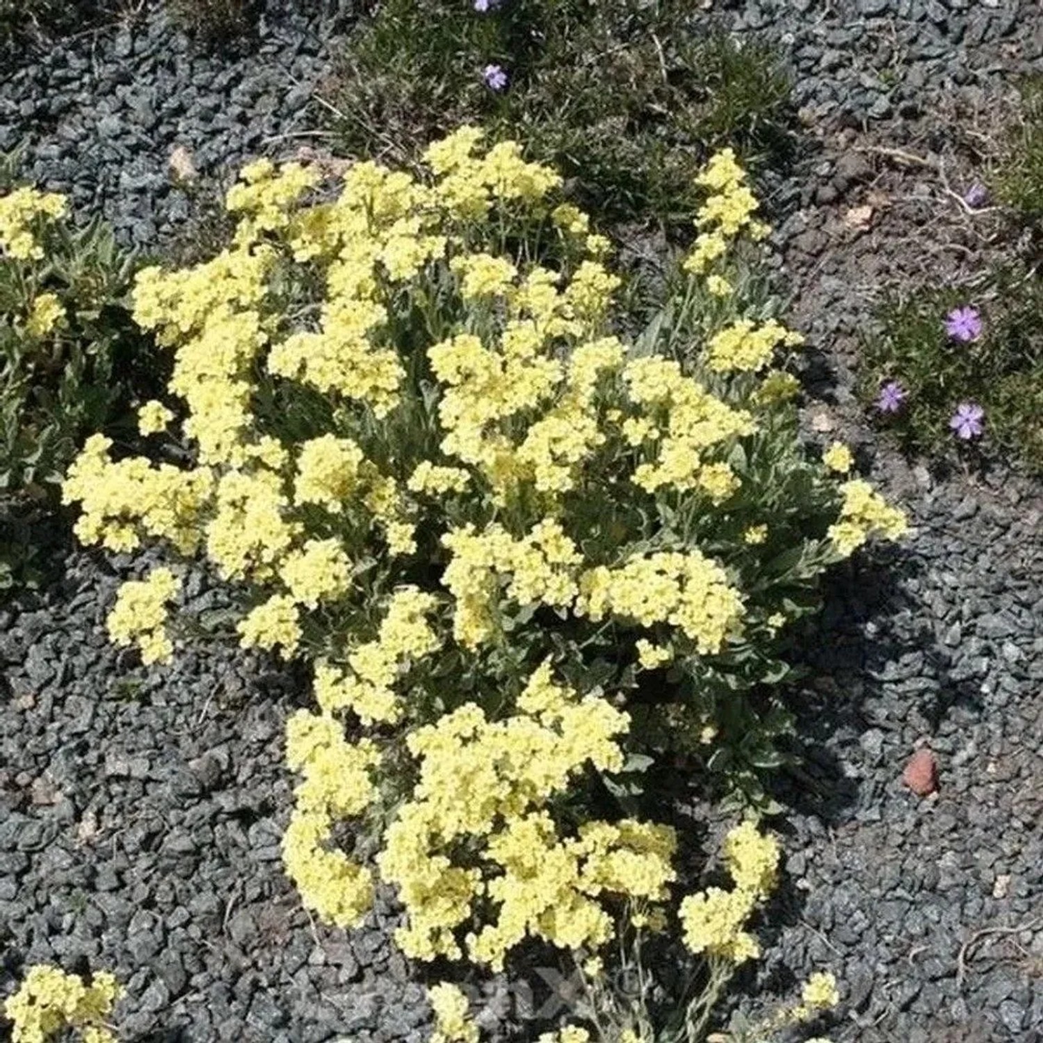 Steinkraut Sulphureum - Aurinia saxatile