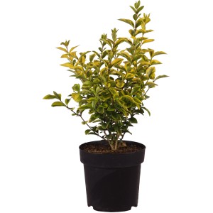 Goldliguster Aureum Höhe ca. 40 cm Topf 2,8 l Ligustrum ovalifolium