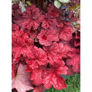 Heuchera 'Autumn Leaves' im Topf, eine Staude mit auffallend rot gefärbten Blättern.