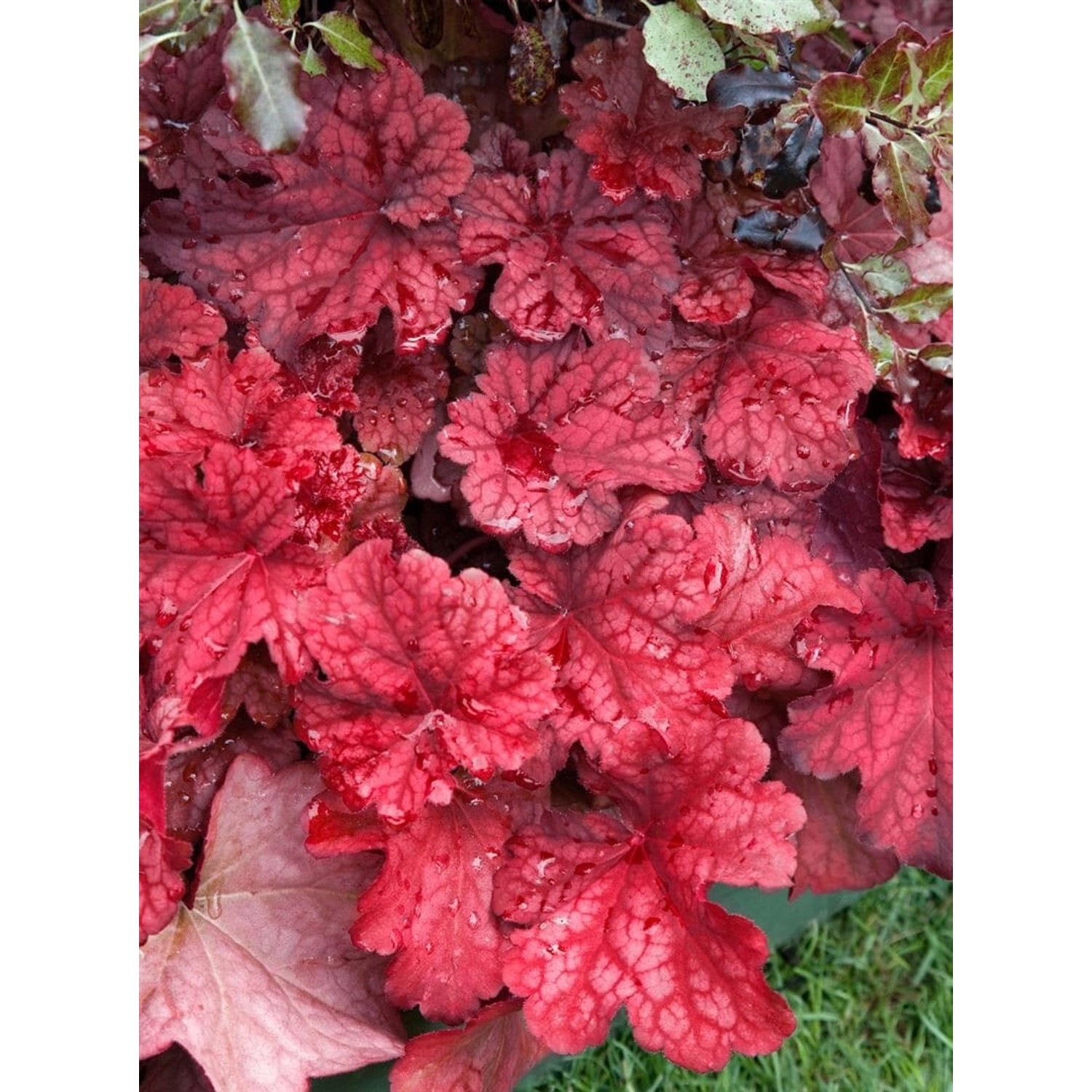 Heuchera Villosa Autumn Leaves R Ca. 11x11 cm Topf günstig online kaufen