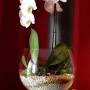 Orchidee in Glas mit Colomi Orchideengranulat Gold. Mineralisches Substrat für optimales Wachstum.
