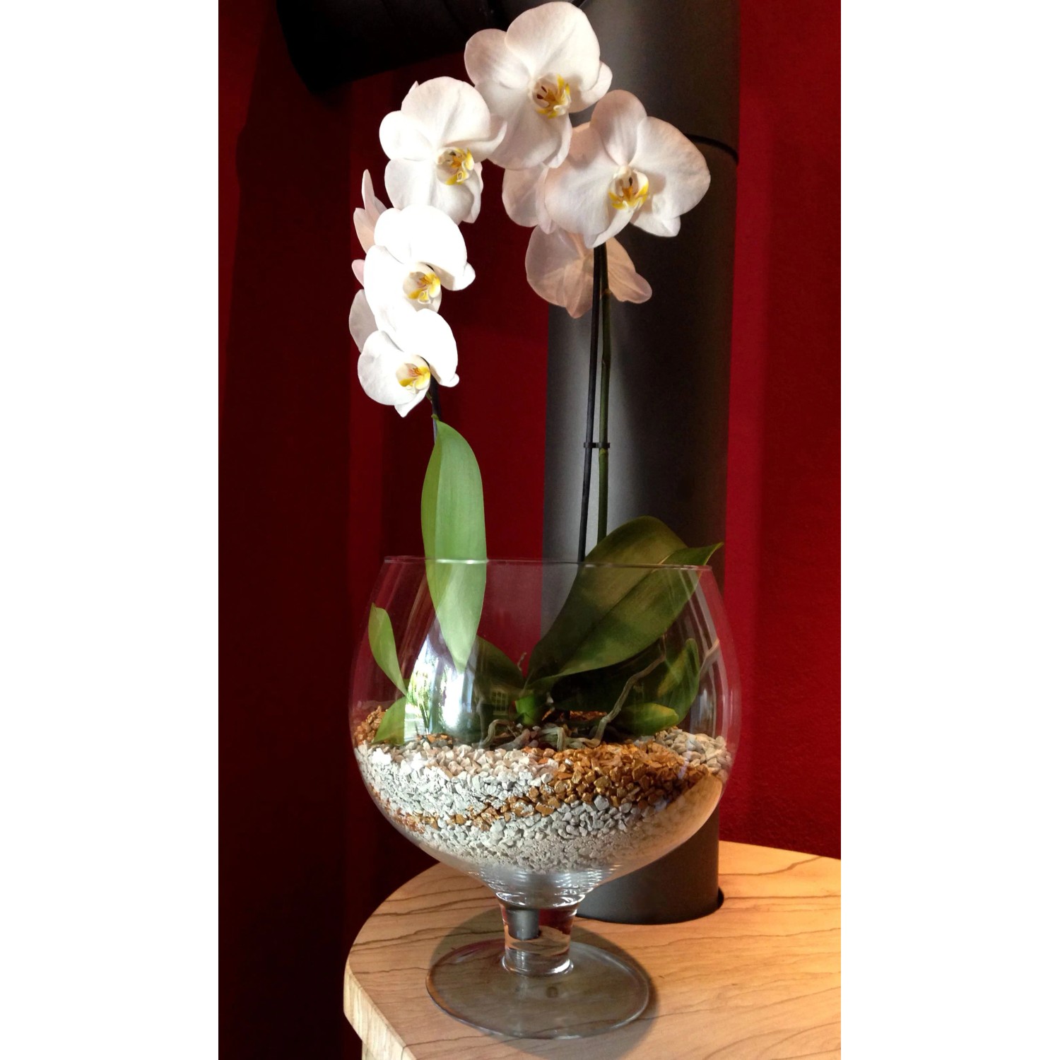 Orchidee in Glas mit Colomi Orchideengranulat Gold. Mineralisches Substrat für optimales Wachstum.